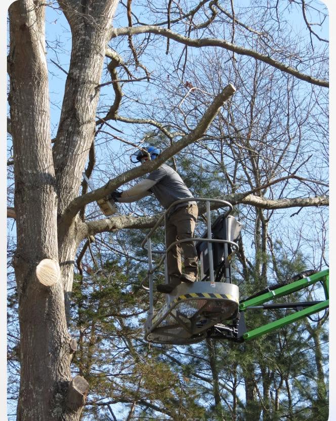 Branching Out Tree Care climber in a bucket lift removing a large tree in Coventry, Connecticut
